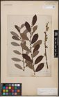 Foto von Salix cinerea L.